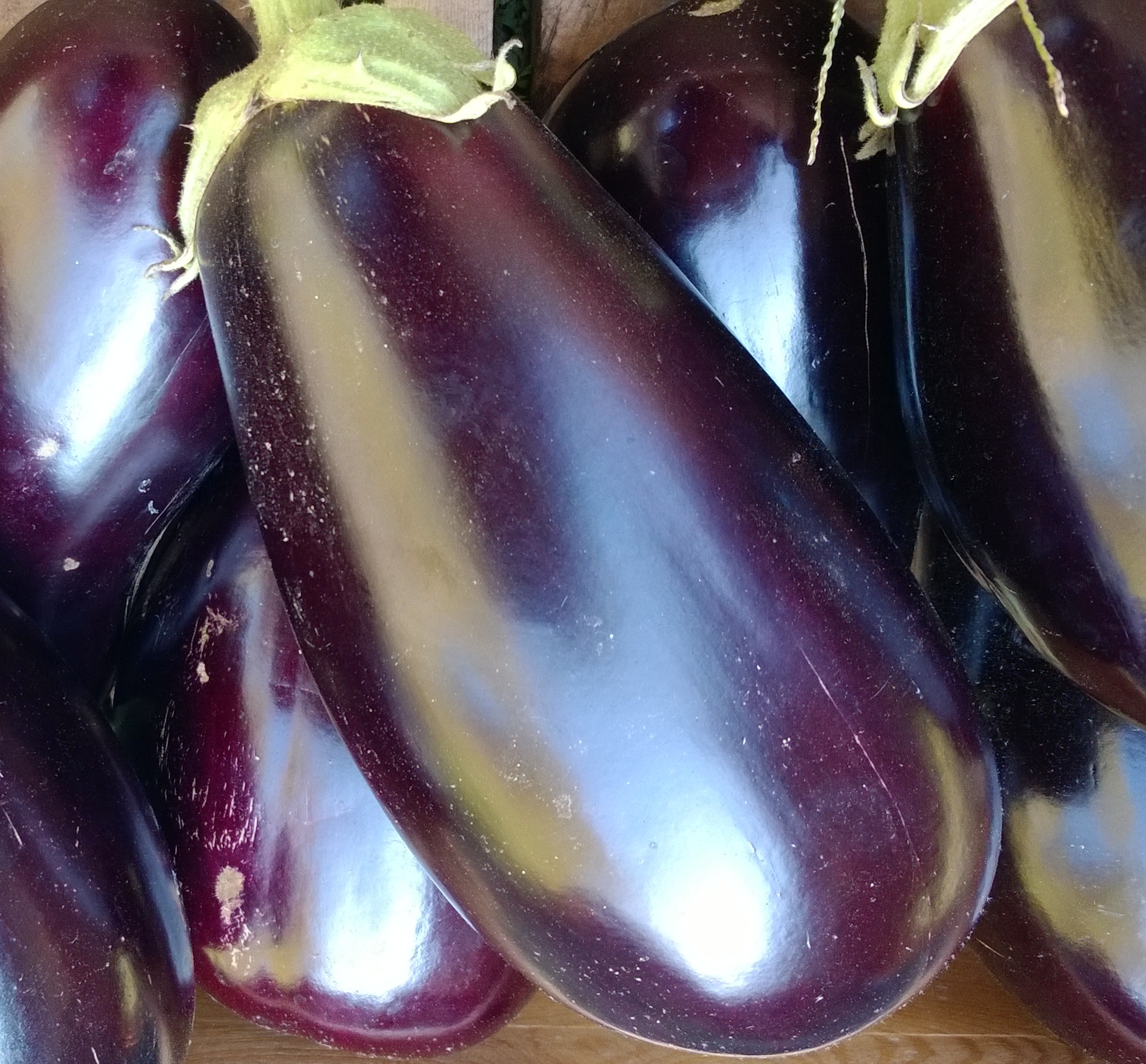 Eggplant