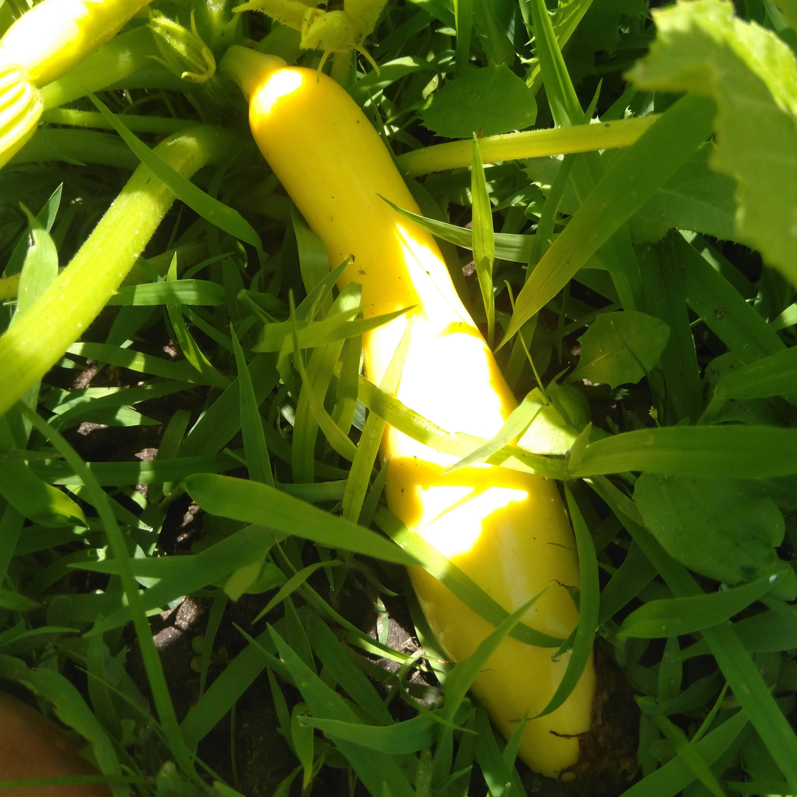 Summer Squash