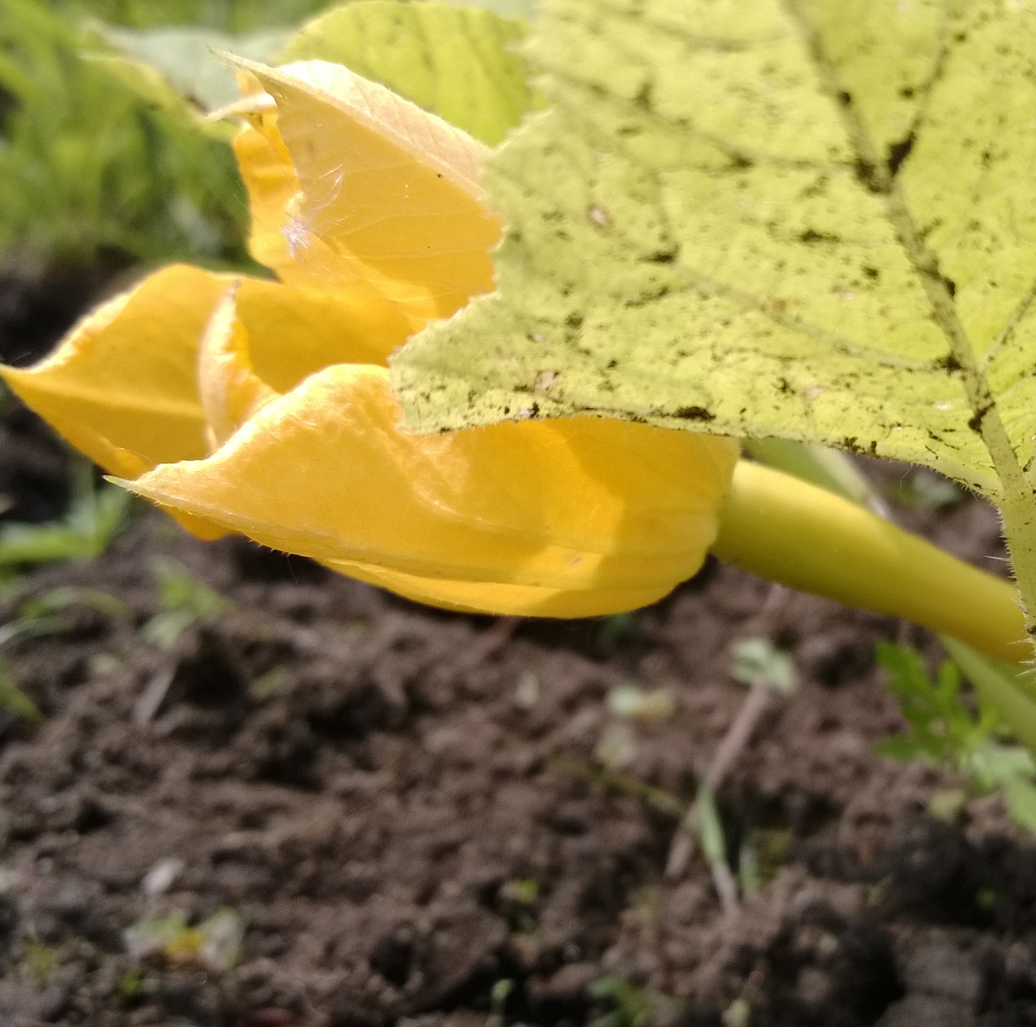 Summer squash blossom