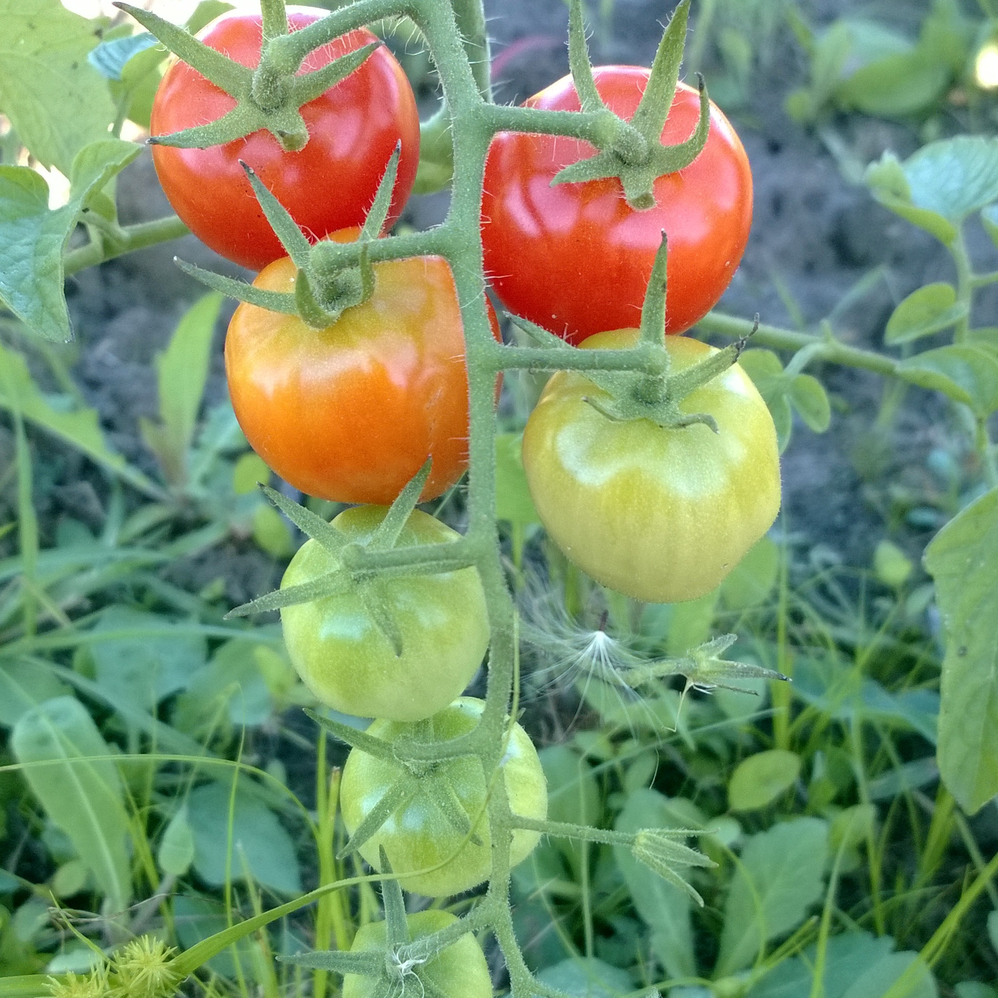 Tomatoes