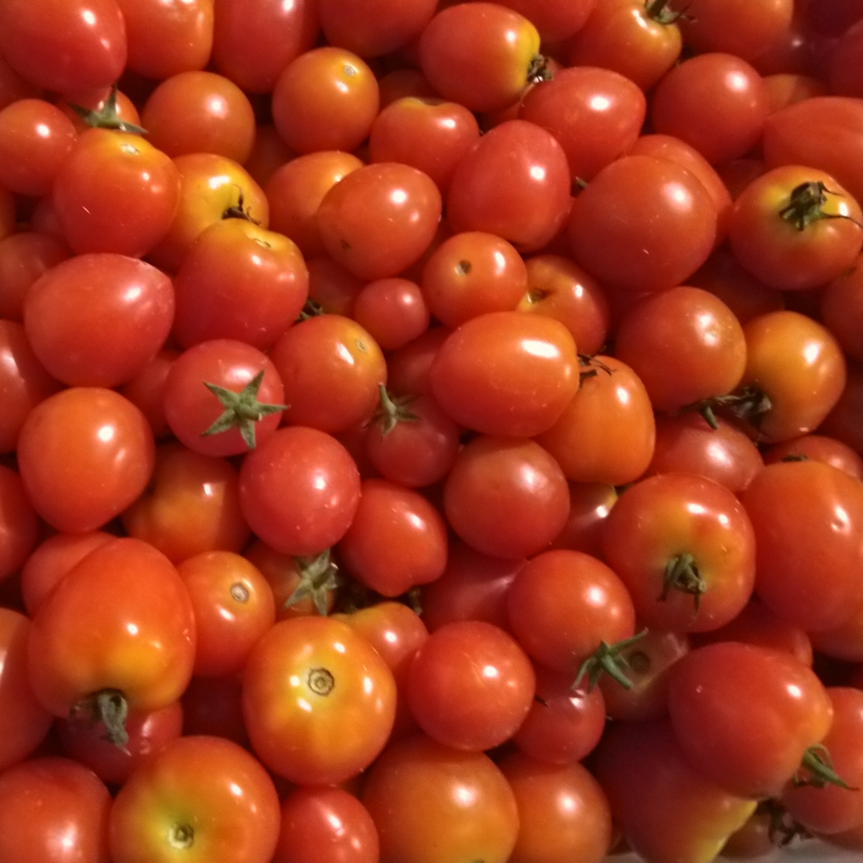 Tomatoes